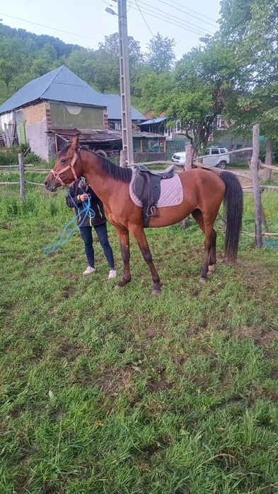 Mânji Pur Sânge arab