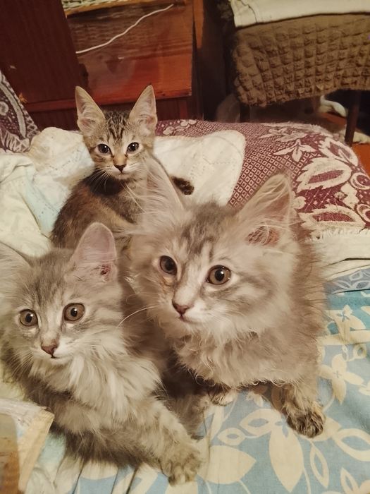 Симпатичные пушистые котята.