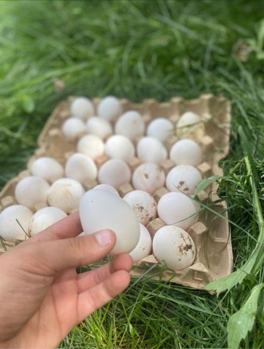 Куры несушки в продажу