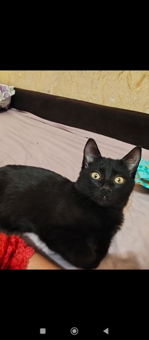 Отдам кота в добрые руки