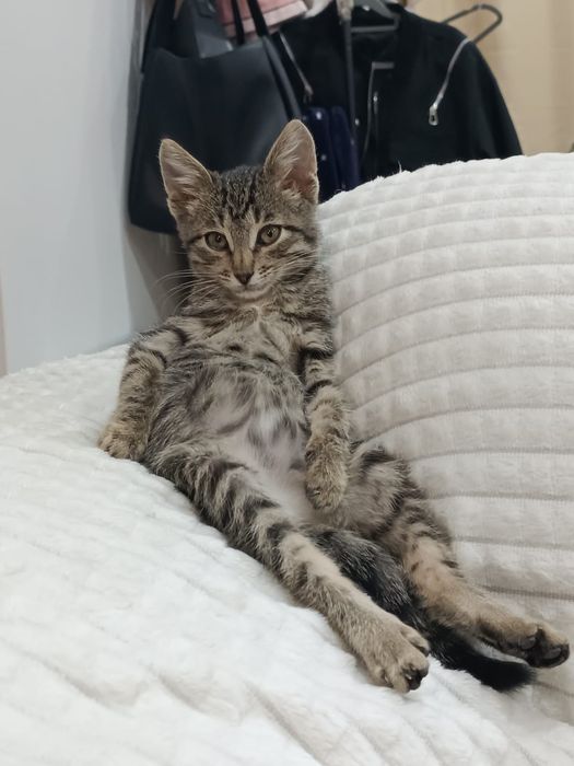 Отдам в добрые руки  котёнка