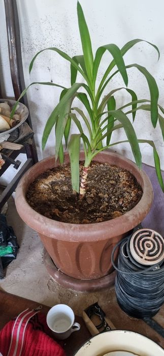 Продаётся комнатные цветы