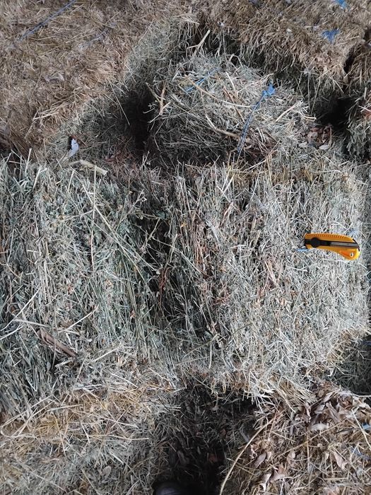 Vând Baloți Pătrați De Lucernă