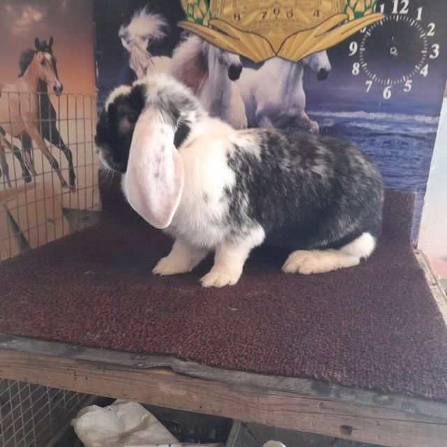 Fransuz baran sotiladi