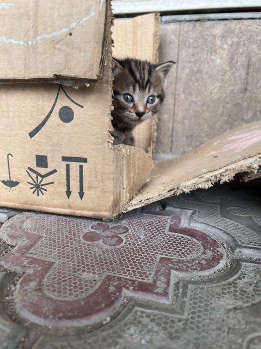 Отдам котят безоплатно
