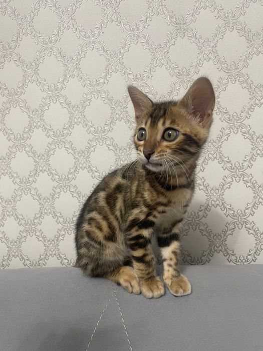 Котенок бенгальской породы