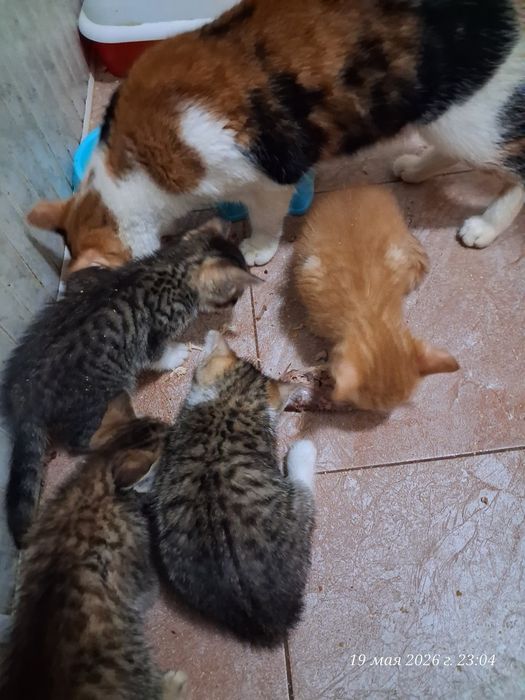 Отдодим котят в хорошие руки