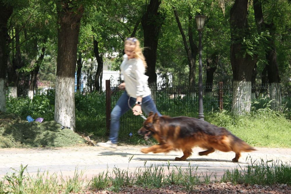 Немецкие овчарки Одинцовой