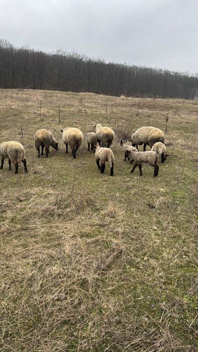 Oi sufflock de vanzare