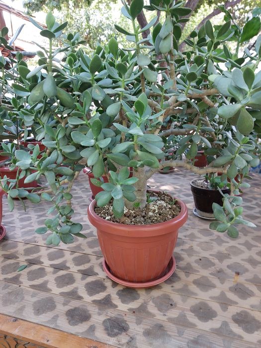 Uy gullari xona VA ofis uchun 8 yillik gullar