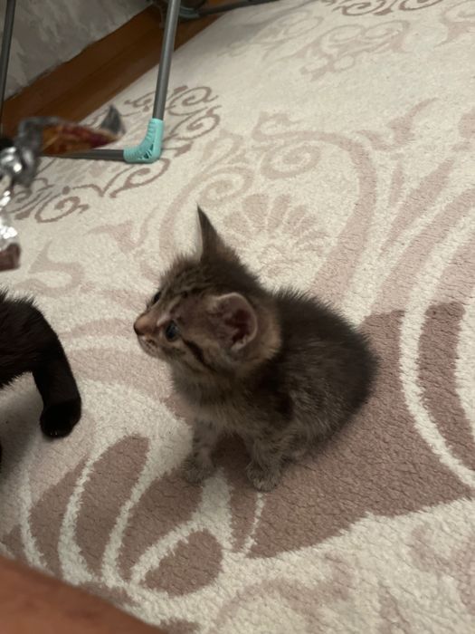 Отдам котят в добрые руки