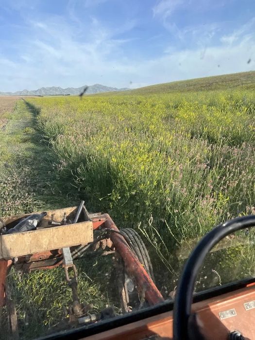 Эспарцет семена экспарцет люцерна