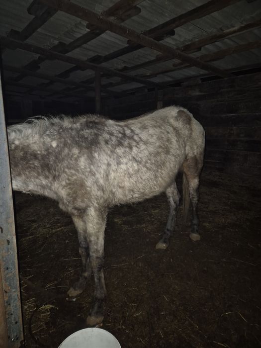 Продам баитал жеребая!