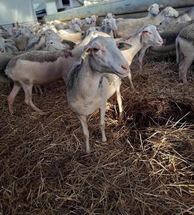 Oi lacaune cu pedigree!