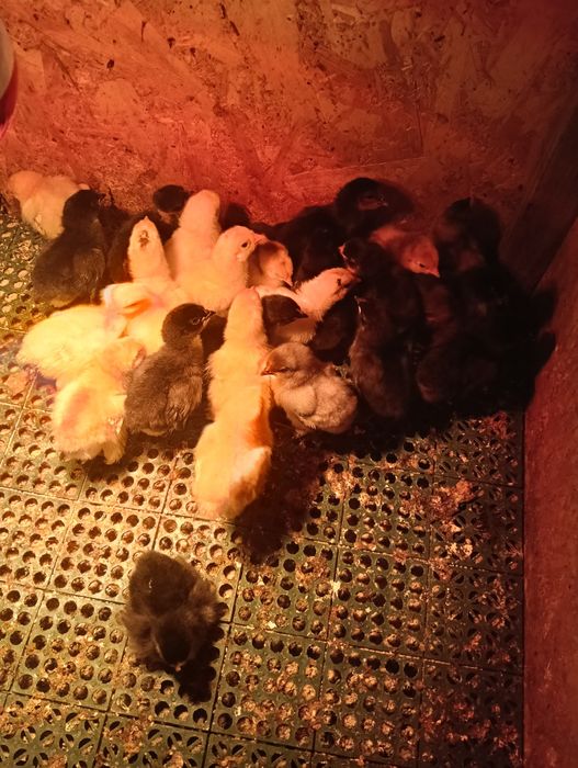 Vând pui și oua găini  Brahma