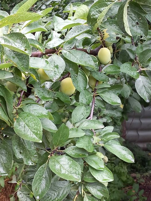 Vand prune galbene