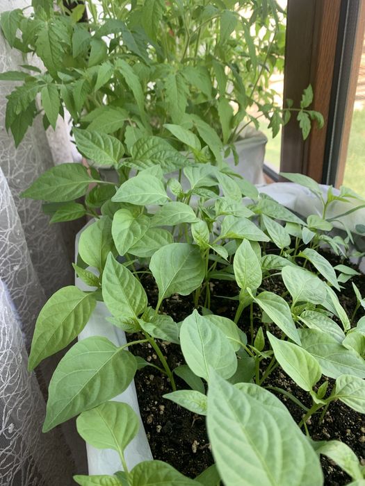 Излишки домашней рассады