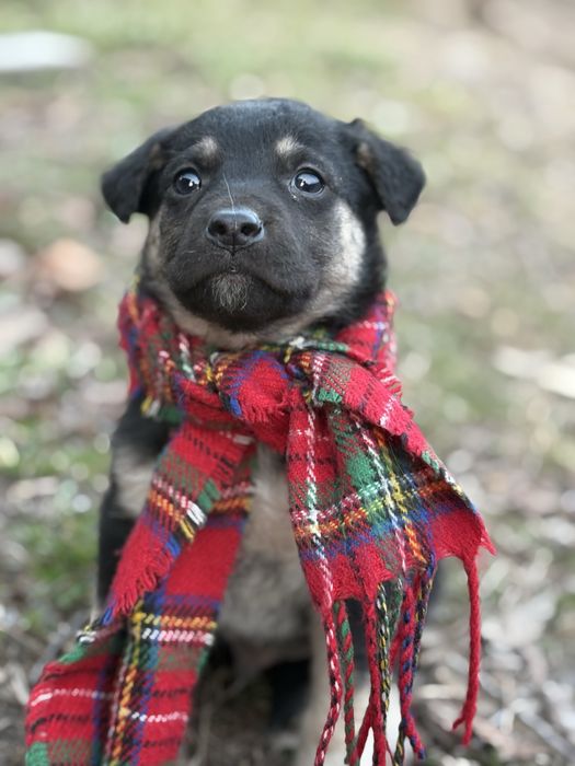 Щенок срочно ищет отвецтвиные руки