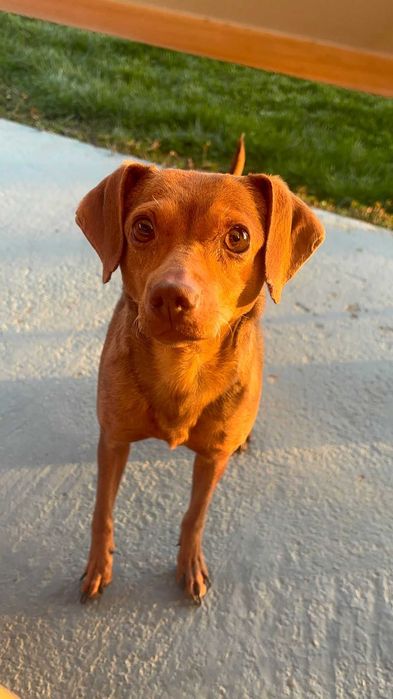 Donez caine nu sunt rasa pură