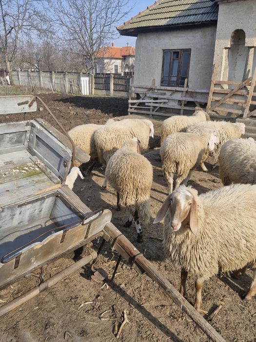 Miei,noatini de rotisor