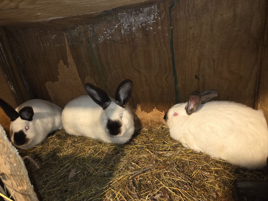 Iepuri de vanzare(vi sau carcasă