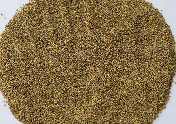 Как выглядят семена донника Как выглядят семена донника