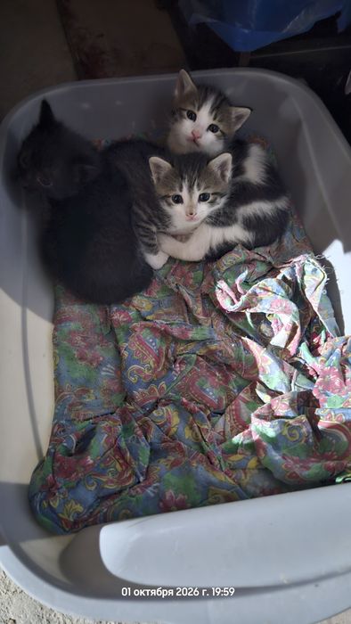 Отдам котят в добрые руки