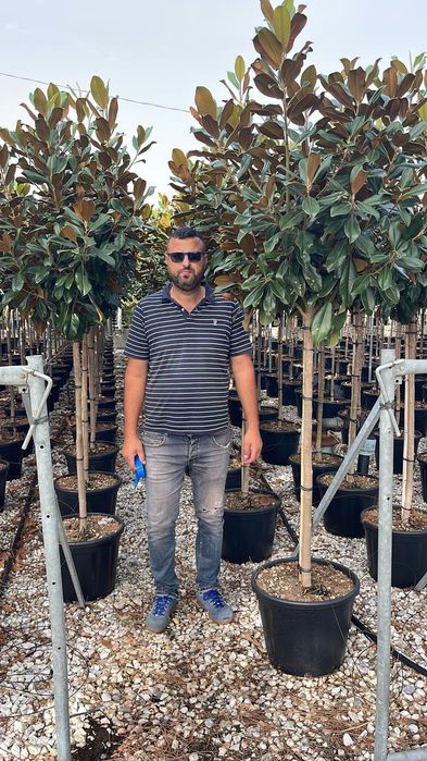 Vand magnolia grandiflora,  plante ornamentale de gradina