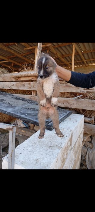 Choʻpon gidik sotiladi