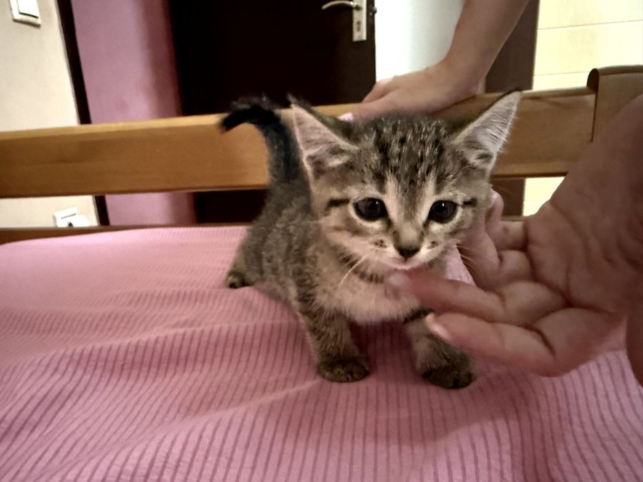 Котенок в добрые руки