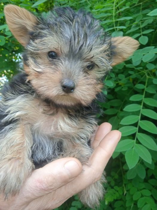 Продается породистая собака йорк