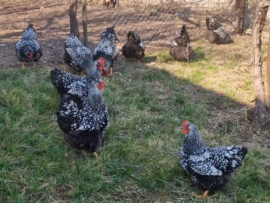 Сребърно кантиран виандот пилета