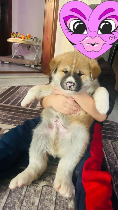 Мъжко кученце Акита ину