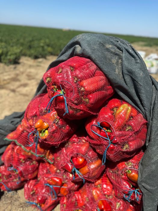 Gogosar,Ardei Gras , Kapia ,F1 Calitatea I