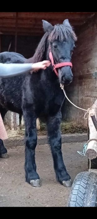 De vanzare doua manze