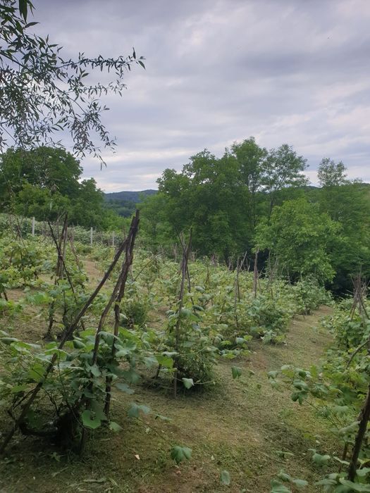 Casă bătrânească  și teren comuna Mărgineni