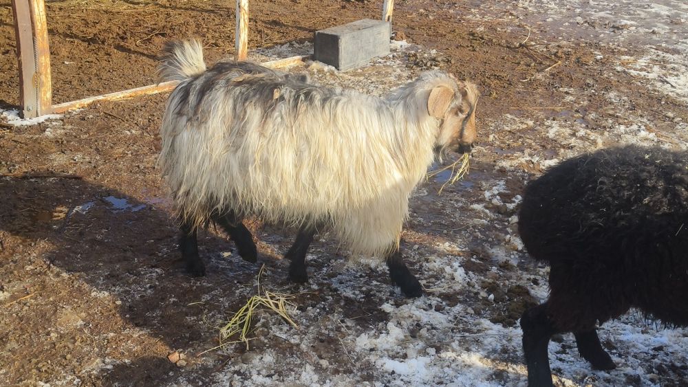 Серкелер сатылады