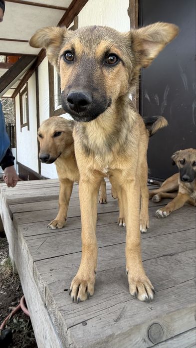 Отдадим щенка только в добрые руки