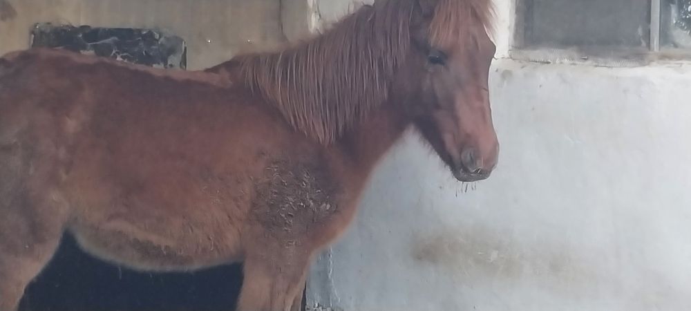 Жабагы сатылады.