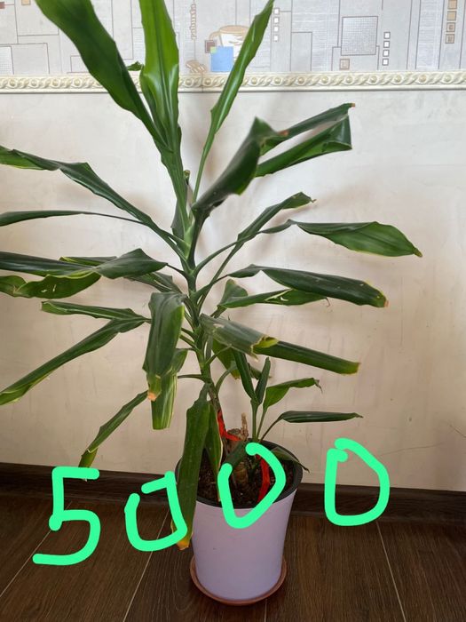 Үй гүлдері сатылады.