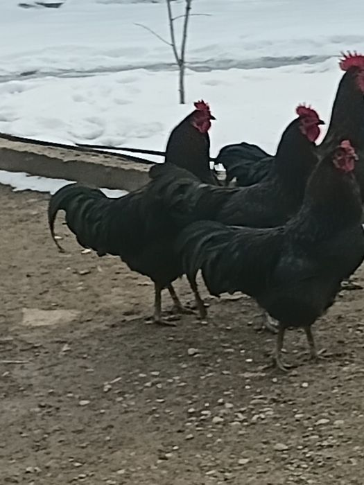 Петухи 2025 молодняк