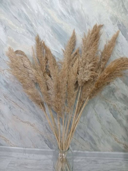 Перья павлина и сухоцвет камыша