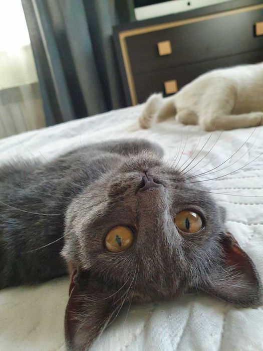Котят в добрые руки