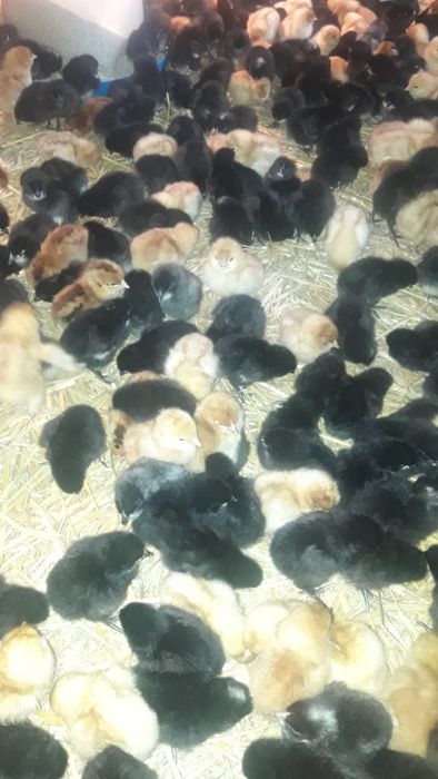 Супер Харко и Ломан Браун женски пилета