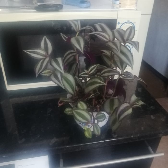 Продам комнатные цветы
