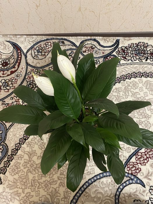 спатифиллум женское счастье