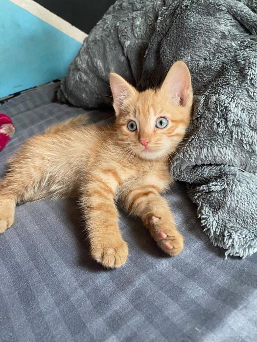 Отдам рыжиков в добрые руки