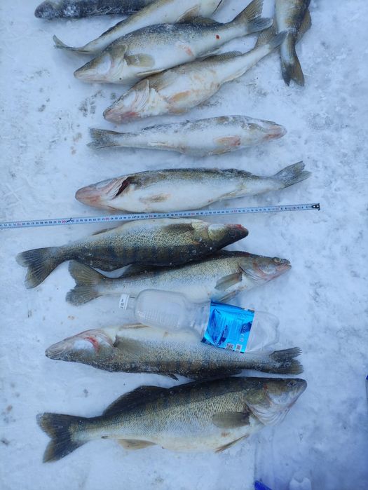 Судак свежий очень вкусный