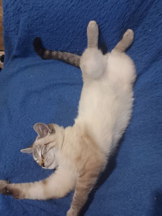 Отдадим котика в хорошие добрые руки
