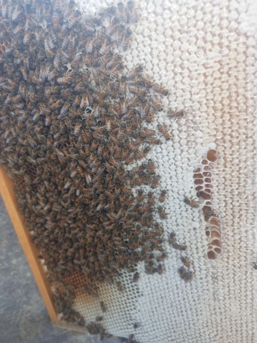 Asalari sotiladi.Асалари сотилади.